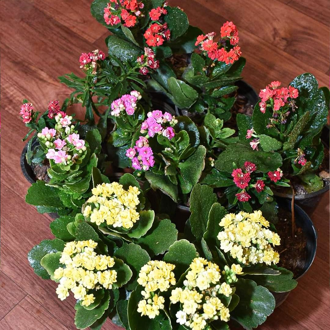 Kalanchoe Red